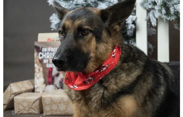 Flamingo Mik Red Christmas Dog Bandana | Festive Holiday Accessory for Dogs