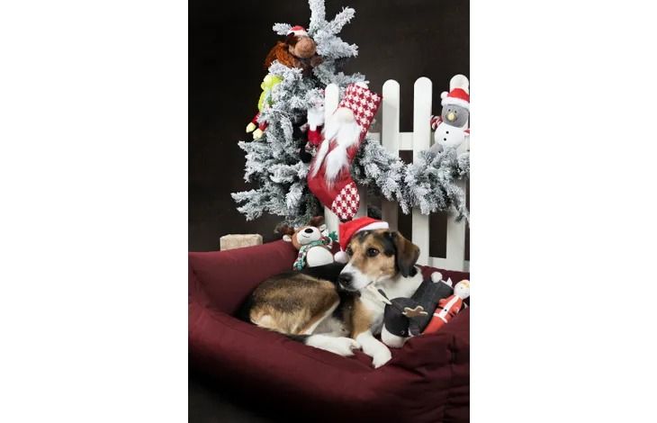 Flamingo Barda Gnome Sock Christmas Cat Toy | Festive Plush Catnip Toy
