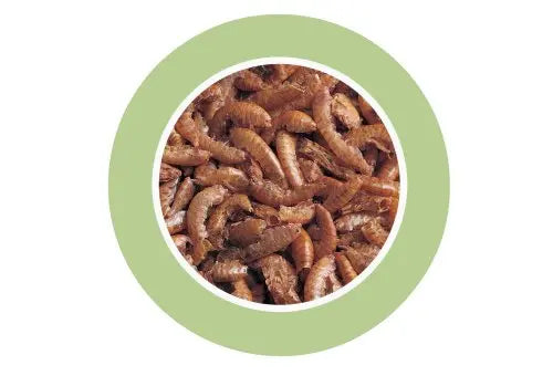 Padovan Gammarus 100ml (12g) | Natural Dried Shrimp Snack for Turtles & Reptiles