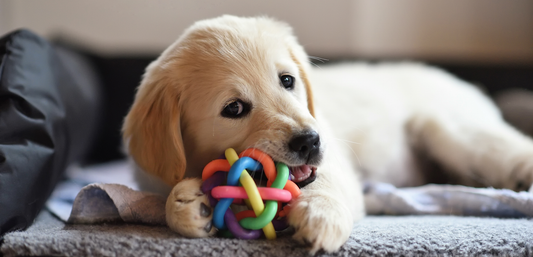 Puppy Nutrition Guide