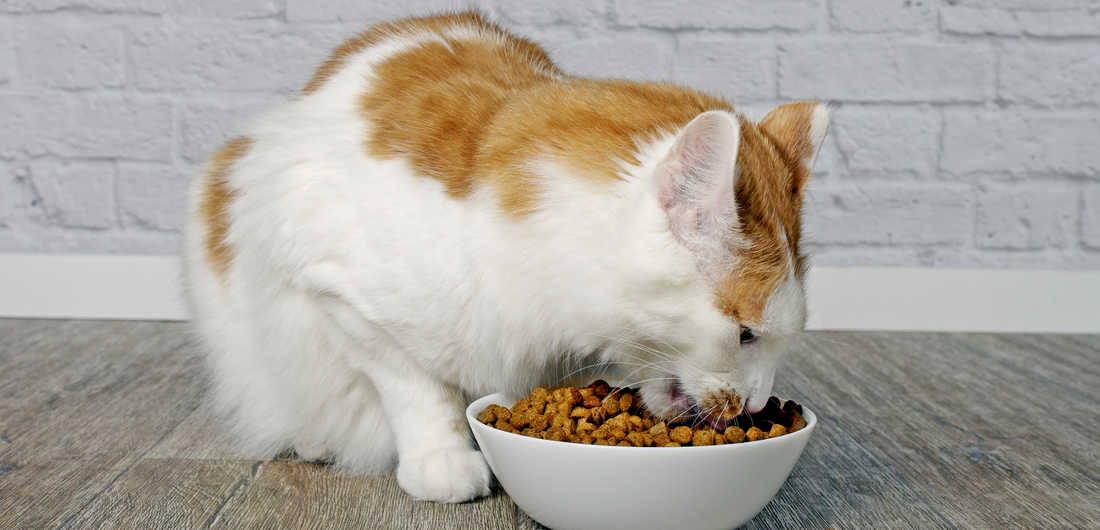 Best Cat Food for Sterilized Cats