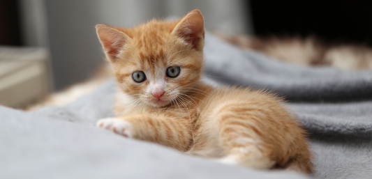 Kitten Feeding Schedule