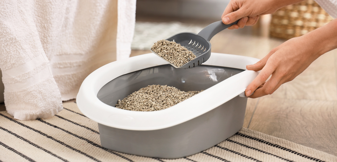 How to Choose Cat Litter