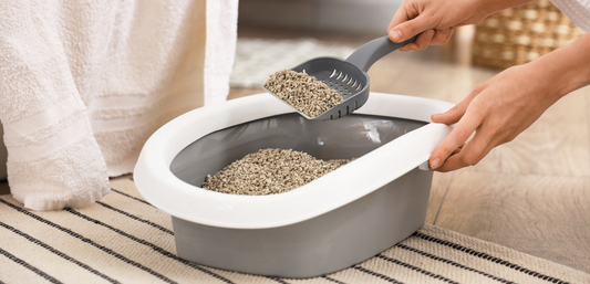 How to Choose Cat Litter