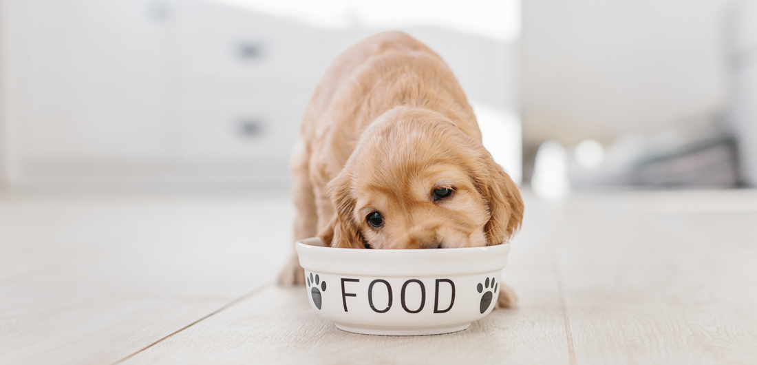 Best Dog Food in UAE