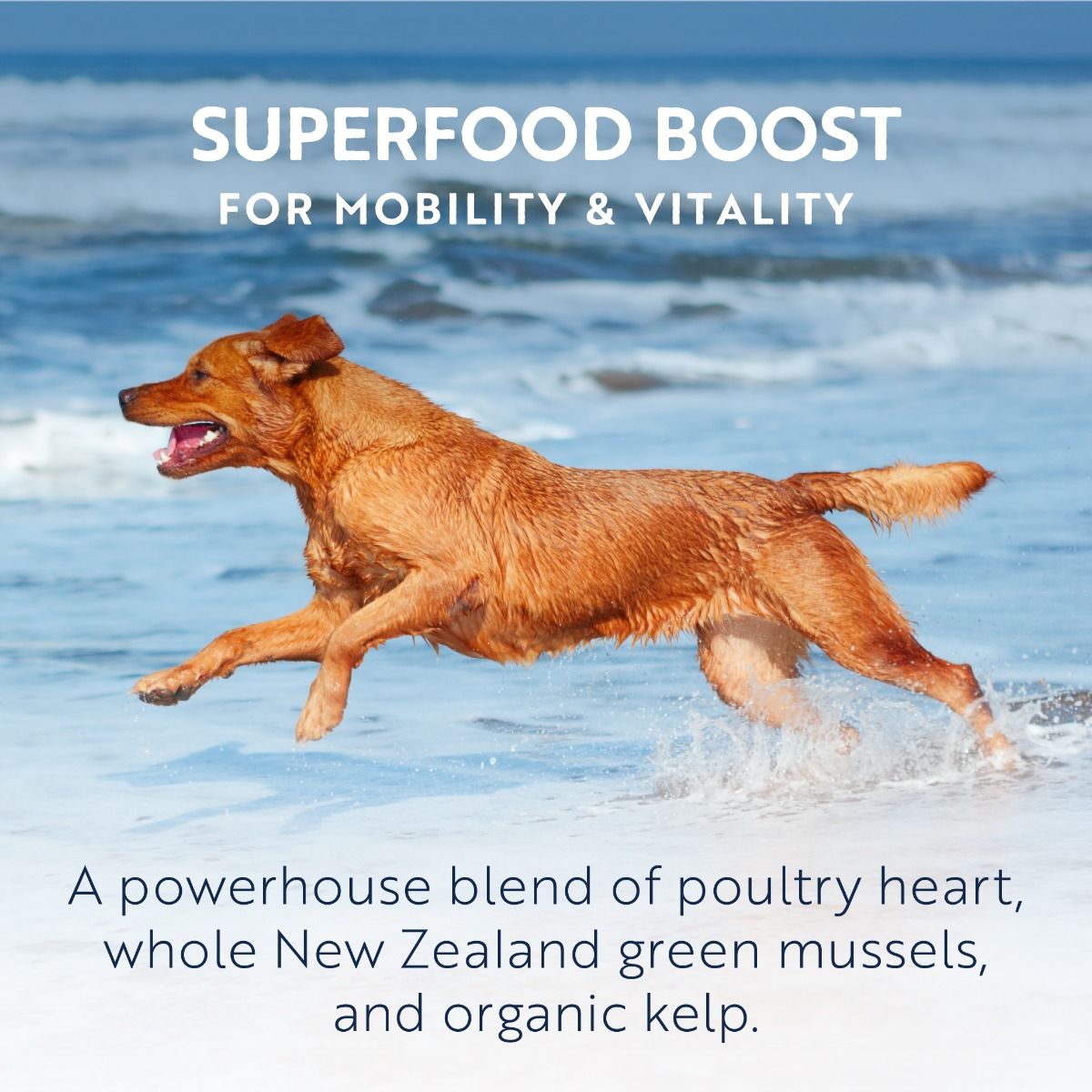 ZIWI Peak Air-Dried Chicken Recipe Dry Dog Food (1kg/2.5kg/4kg)