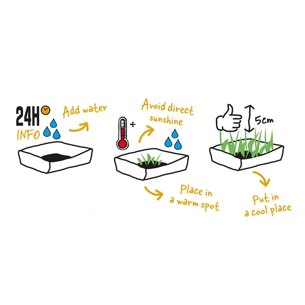 Duvo+ Cat Grass Kit 70g | Grow Your Own Healthy Cat Grass