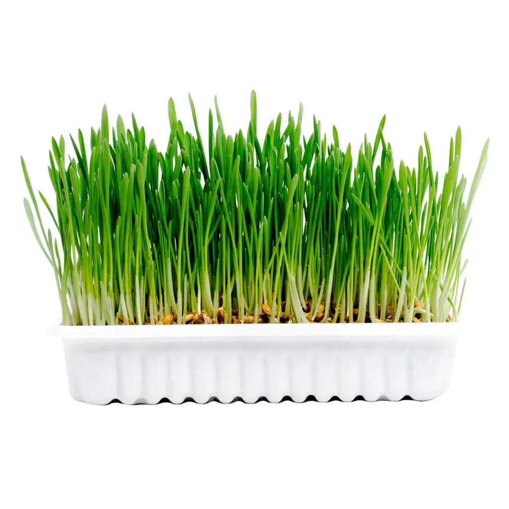 Duvo+ Cat Grass Kit 70g | Grow Your Own Healthy Cat Grass