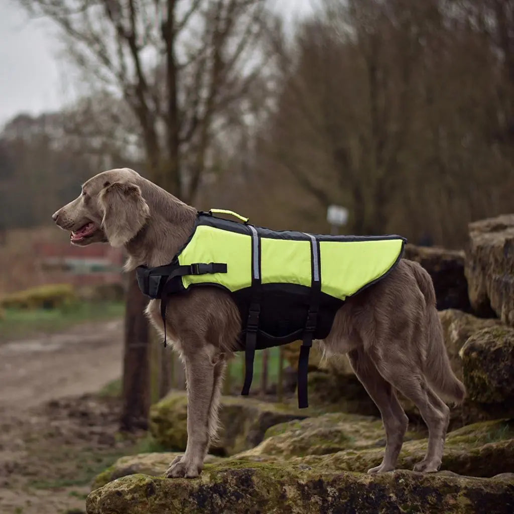 Duvo+ Dog Life Jacket Hi Vis Marine XS | Safety Life Vest for Small Dogs up to 13kg
