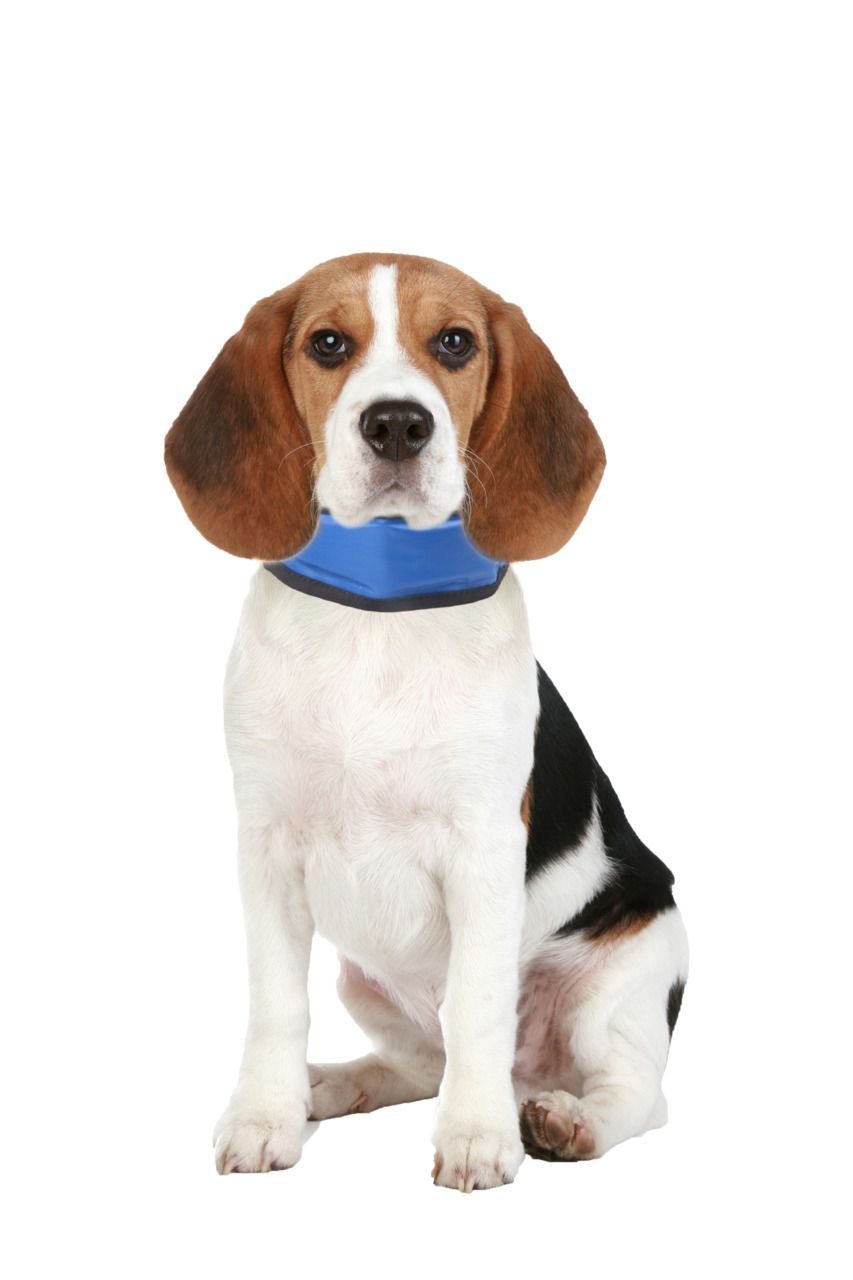 Flamingo Dog Cooling Bandana | Evaporative Cooling Neck Scarf for Dogs